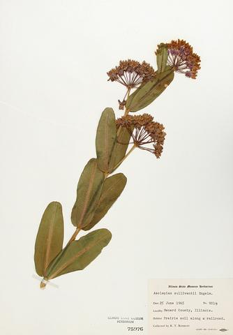 <i>Asclepias sullivantii</i> (Prairie Milkweed)