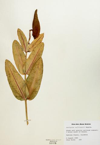<i>Asclepias sullivantii</i> (Prairie  Milkweed)