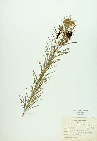 <i>Asclepias verticillata</i> (Whorled Milkweed)