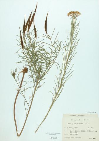<i>Asclepias verticillata</i> (Whorled Milkweed)