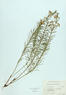 Asclepias verticillata (Whorled Milkweed)