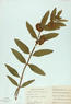 Asclepias viridiflora (Green Milkweed)