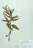 Asclepias viridiflora (Green Milkweed)