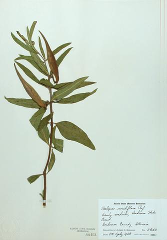 <i>Asclepias viridiflora</i> (Green Milkweed)