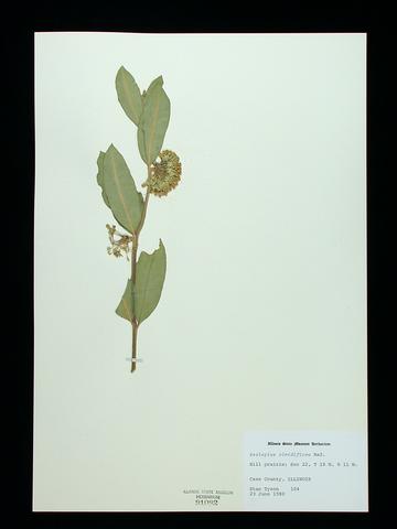 <i>Asclepias viridiflora</i> (Green Milkweed)