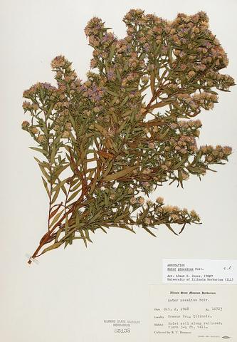 <i>Aster prealtus</i> (Willow Aster)