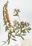 Baptisia bracteata (Plains Wild Indigo)