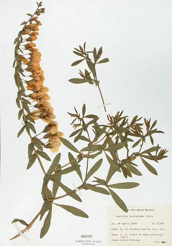 <i>Baptisia bracteata</i> (Plains Wild Indigo)