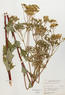 Cacalia atriplicifolium (Pale Indian Plantain)