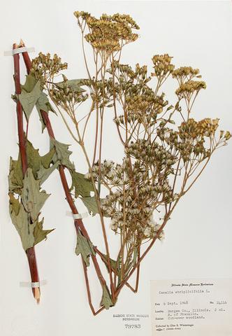 <i>Cacalia atriplicifolium</i> (Pale Indian Plantain)