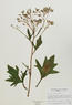 Cacalia atriplicifolium (Pale Indian Plantain)