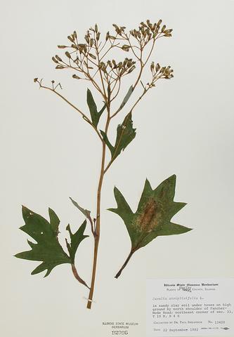 <i>Cacalia atriplicifolium</i> (Pale Indian Plantain)