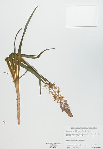 <i>Camassia scilloides</i> (Wild Hyacinth)