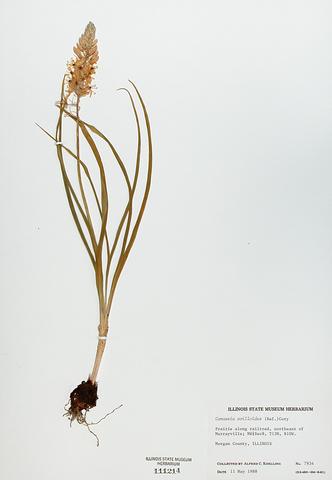 <i>Camassia scilloides</i> (Wild Hyacinth)