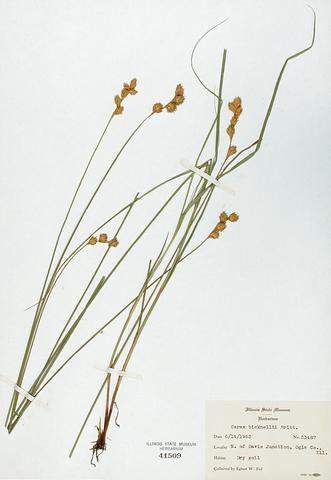 <i>Carex bicknellii</i> (Prairie Sedge)