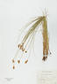 Carex bicknellii (Prairie Sedge)