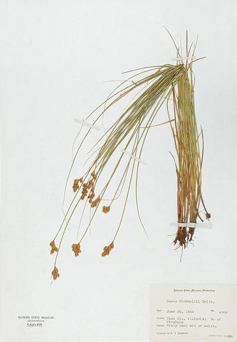 <i>Carex bicknellii</i> (Prairie Sedge)