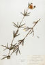 Coreopsis palmata (Prairie Coreopsis)