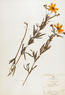 Coreopsis palmata (Prairie Coreopsis)