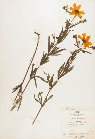 <i>Coreopsis palmata</i> (Prairie Coreopsis)