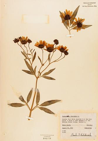 <i>Coreopsis tripteris</i> (Tall Coreopsis)