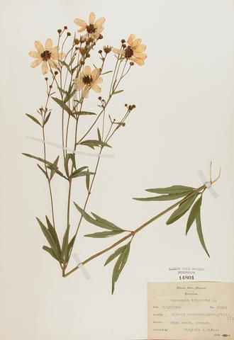 <i>Coreopsis tripteris</i> (Tall Coreopsis)