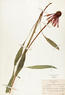 Echinacea pallida (Pale Purple Coneflower)