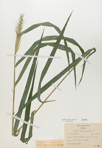 <i>Elymus canadensis</i> (Canadian Wild Rye)