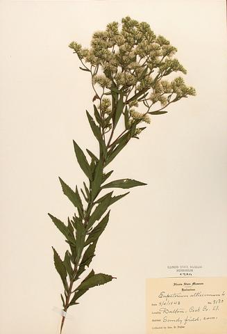 <i>Eupatorium altissimum</i> (Tall Boneset)