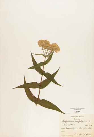 <i>Eupatorium perfoliatum</i> (Common Boneset)
