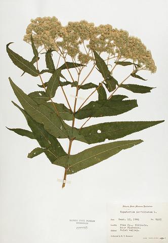 <i>Eupatorium perfoliatum</i> (Common Boneset)
