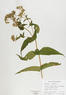 Eupatorium perfoliatum (Common Boneset)