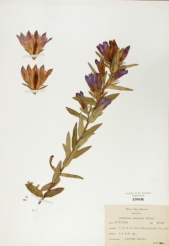 <i>Gentiana pubuerulenta</i> (Downy Gentian)