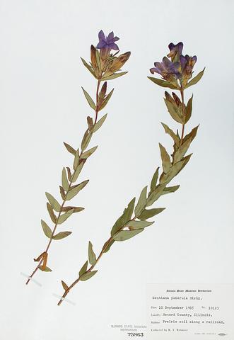<i>Gentiana puberulenta</i> (Downy Gentian)