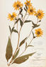 Helianthus grosseserratus (Sawtooth Sunflower)