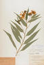 Helianthus grosseserratus (Sawtooth Sunflower)