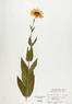 Helianthus mollis (Ashy Sunflower)