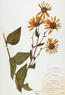 Helianthus mollis (Ashy Sunflower)