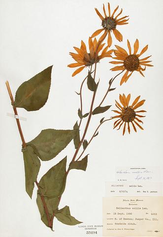 <i>Helianthus mollis</i> (Ashy Sunflower)