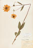 Helianthus pauciflorus (Stiff Sunflower)