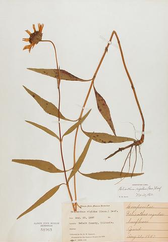 <i>Helianthus pauciflorus</i> (Stiff Sunflower)