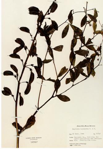<i>Baptisia alba)</i> (White Wild Indigo)