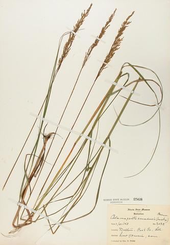 <i>Calamagrostis canadensis</i> (Bluejoint Reedgrass)