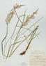 Calamagrostis canadensis (Bluejoint Reedgrass)