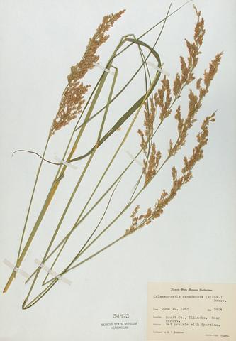 <i>Calamagrostis canadensis</i> (Bluejoint Reedgrass)