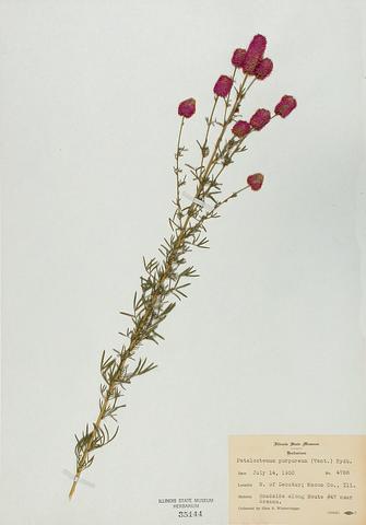 <i>Dalea purpurea</i> (Purple Prairie Clover)