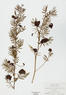 Desmanthus illinoensis (Illinois Bundle Flower)