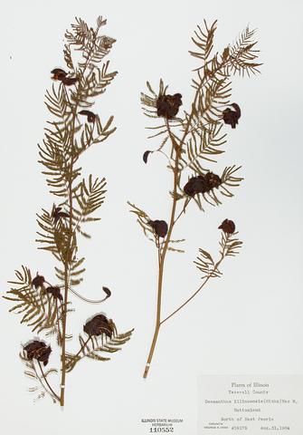 <i>Desmanthus illinoensis</i> (Illinois Bundle Flower)
