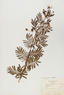 Desmanthhus illinoensis (Illinois Bundle Flower)