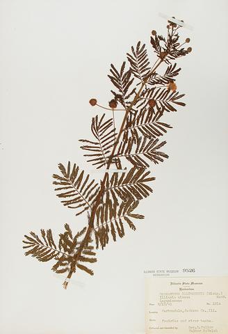 <i>Desmanthhus illinoensis</i> (Illinois Bundle Flower)